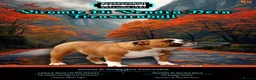 English Bulldog dogs for sale: Chunky English Bulldog Boys  - Advert 14