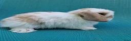 Mini Lop rabbits for sale: Mini lop babies - Advert 4