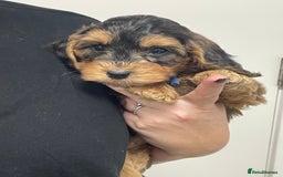 Cockapoo dogs for sale: Cuddly, cute, calm, sable Cockapoo puppies  - Image 14