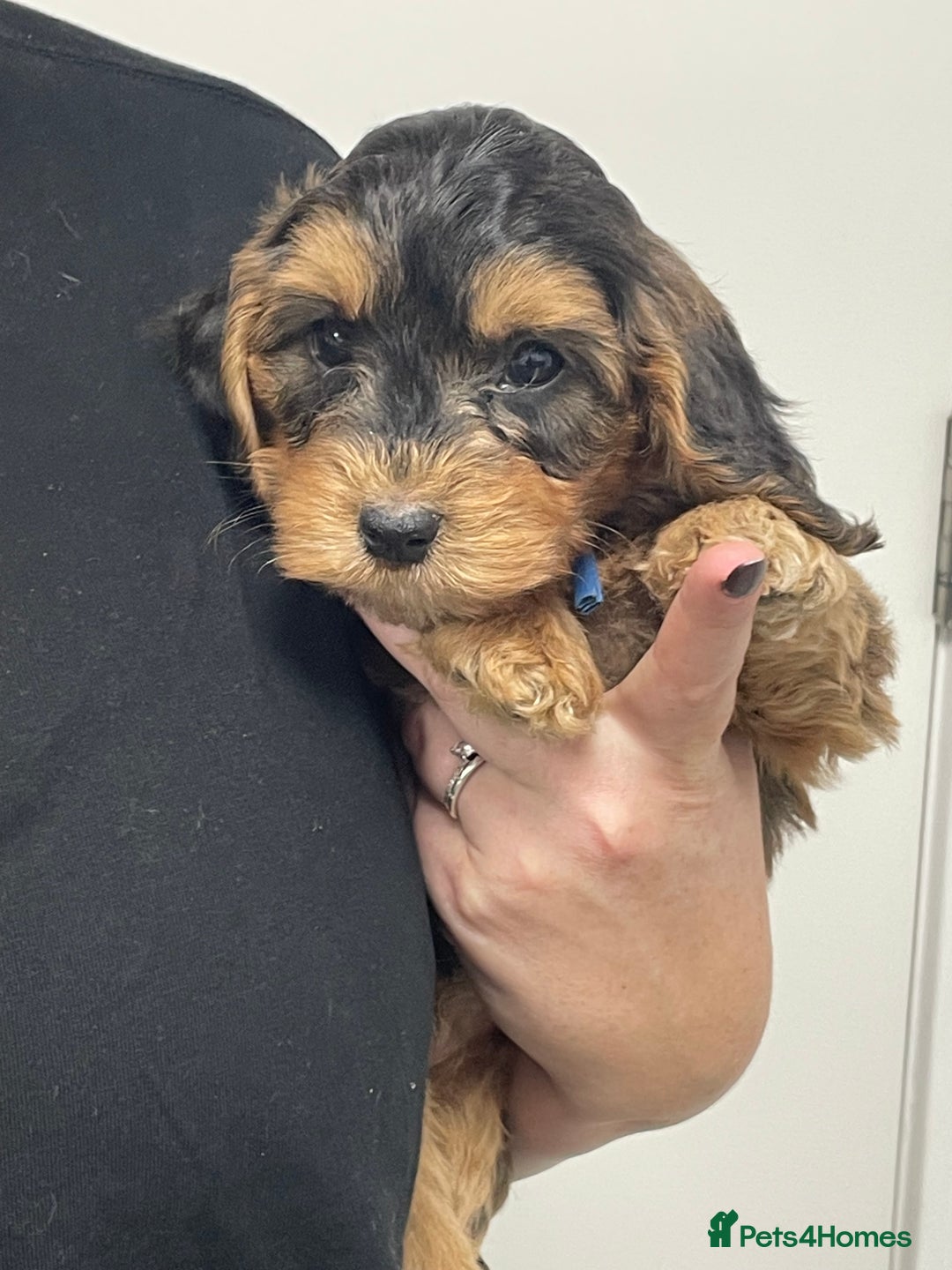 Cockapoo dogs for sale: Cuddly, cute, calm, sable Cockapoo puppies  - Image 14