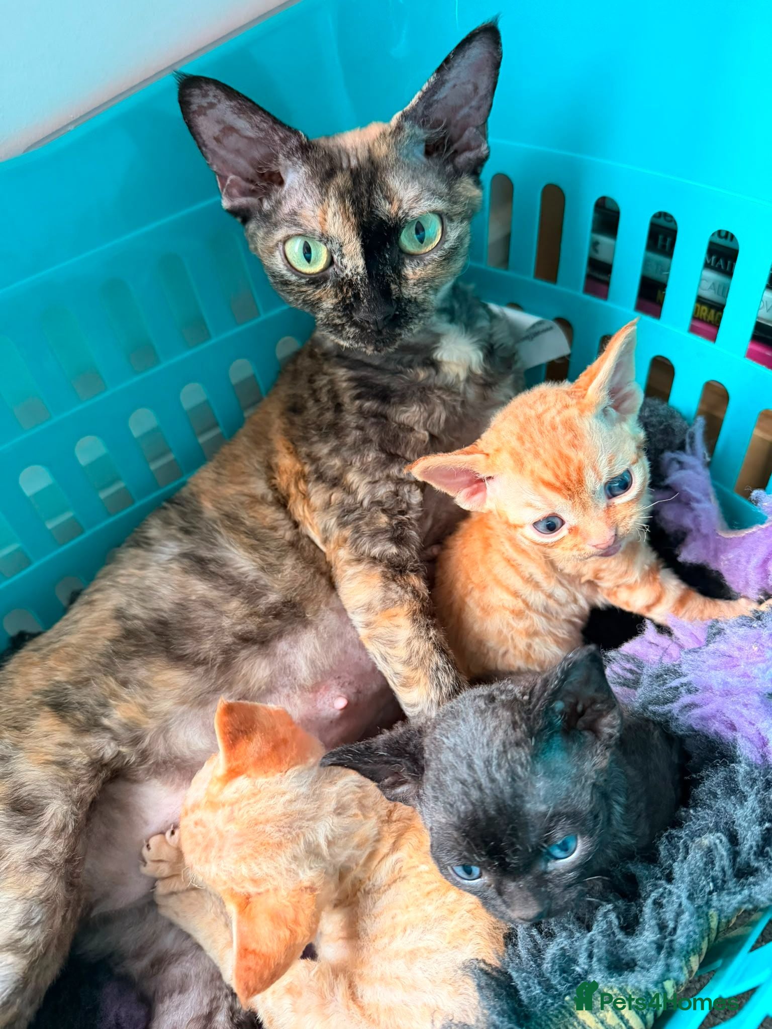 Devon Rex cats Devon rex kittens / red  - Advert 2