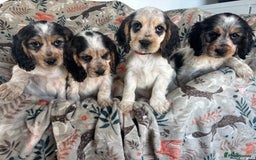 Cocker Spaniel dogs for sale: Show Cocker Spaniel Puppies  - Image 9