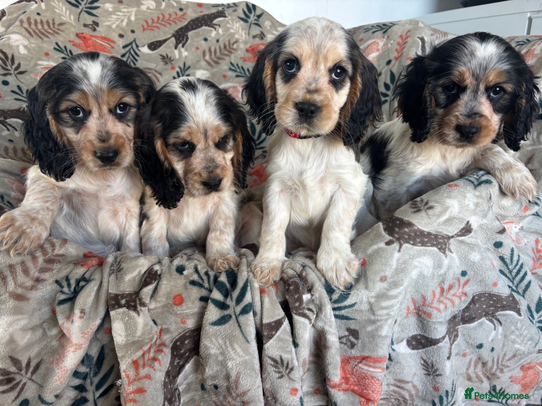 Cocker Spaniel dogs for sale: Show Cocker Spaniel Puppies  - Image 9