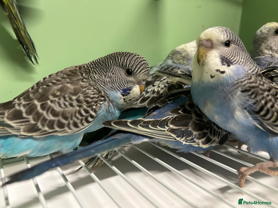 Budgerigars birds for sale: Budgies for Sale  - Advert 6