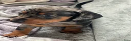 Dachshund dogs for sale: Daucshaund Puppies  - Advert 20