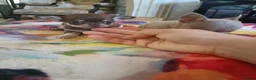 Chihuahua dogs for sale: Exquisite Tiny Chihuahua puppies.  - Advert 7