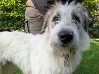 Mixed Breed dogs in Malton - Advert 10