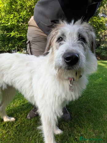 Mixed Breed dogs 12 months, F, playful, great with dogs, exp. owner in Malton - Advert 11