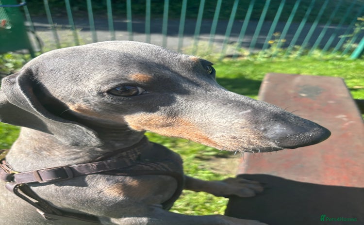 Dachshund dogs - Advert 2