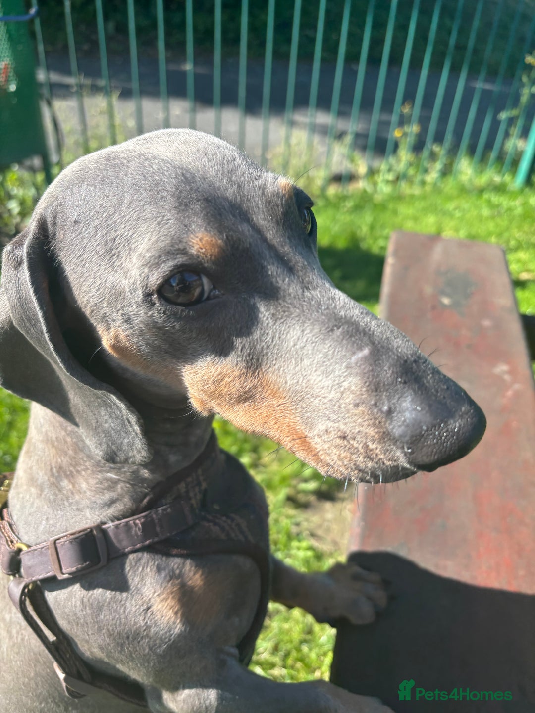 Dachshund dogs for sale: Dachshund in need of forever home. - Image 1