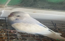 Budgerigars birds for sale: 6 baby budgies for sale  - Image 15
