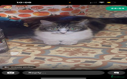 Mixed Breed cats for sale: FOR SALE!! cats and kittens x - Image 9