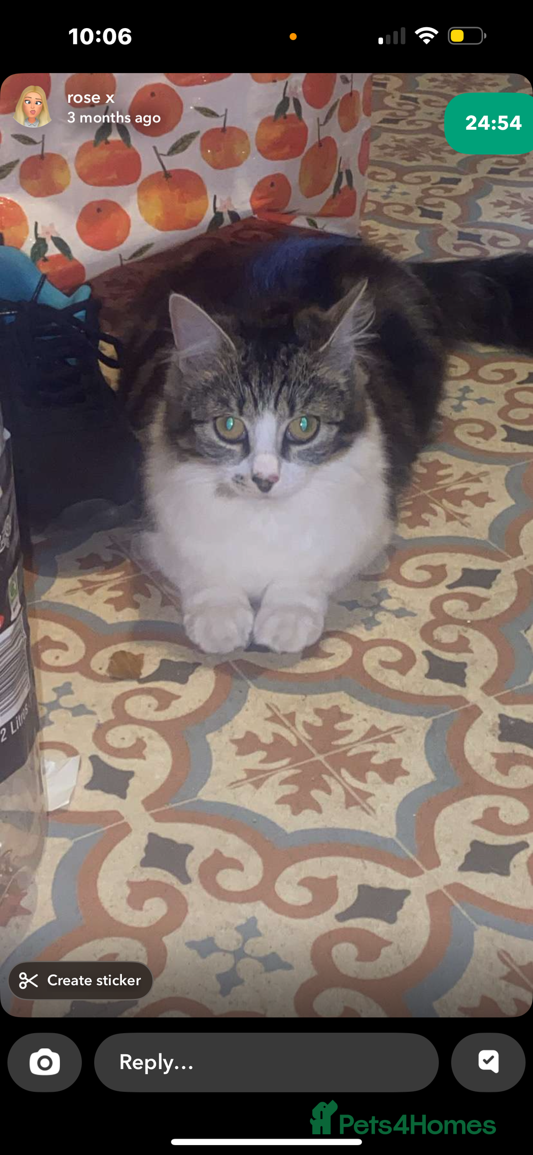 Mixed Breed cats for sale: FOR SALE!! cats and kittens x - Image 9
