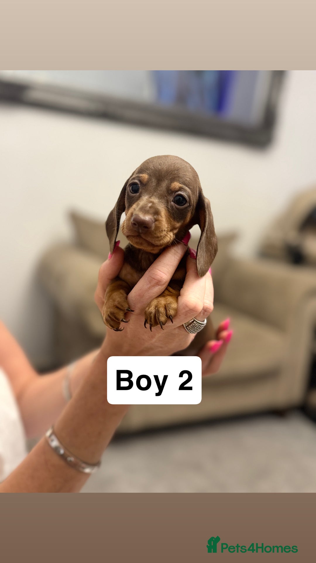 Miniature Dachshund dogs for sale: Stunning baby mini dachshunds  - Image 11