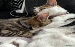 Mixed Breed cats for sale: Two beautiful cats - Image 9