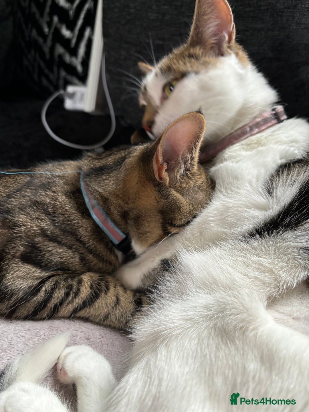Mixed Breed cats for sale: Two beautiful cats - Image 9
