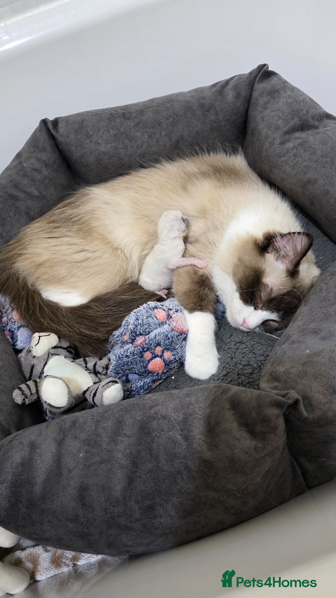 Ragdoll cats Female Seal Ragdoll - Advert 2