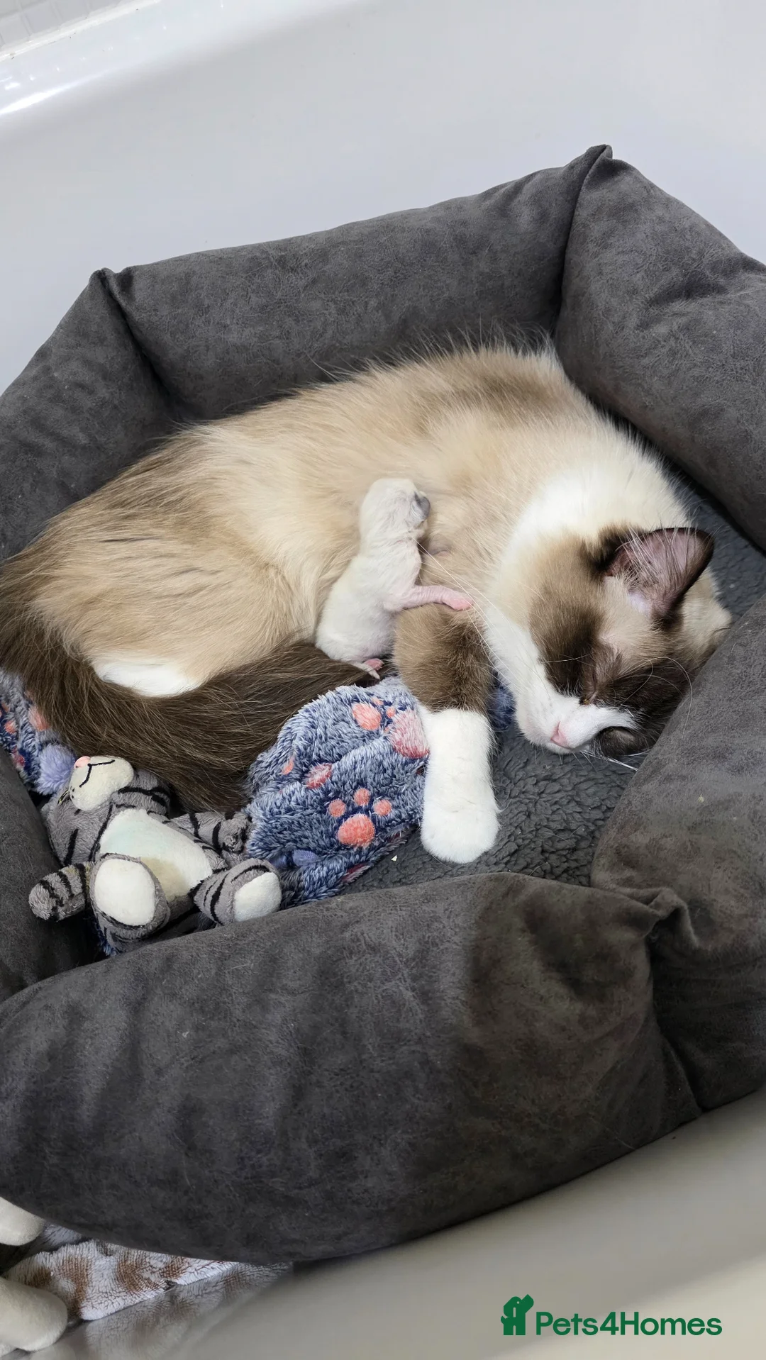 Ragdoll cats for sale: Female Seal Ragdoll - Advert 1