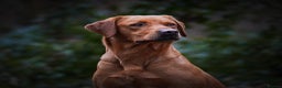 Labrador Retriever dogs for stud: BEAUTIFUL FOX RED LABRADOR AT STUD - Advert 2