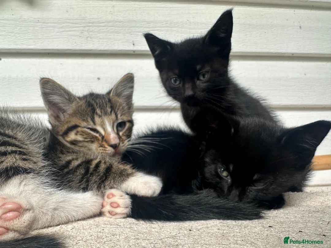 Mixed Breed cats for sale: Cute Kittens for Sale  - Advert 11