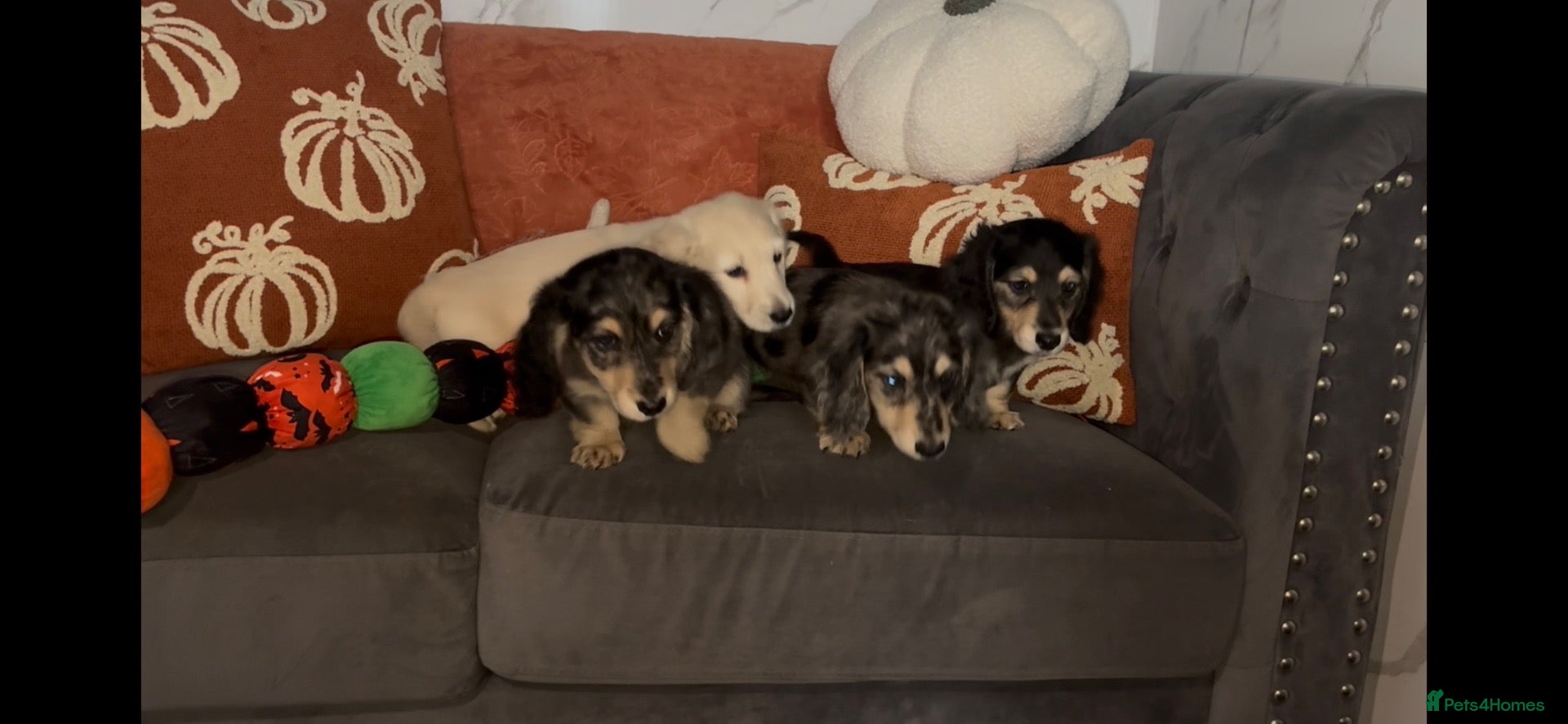 Miniature Dachshund dogs for sale: Long haired miniature dachshund puppies  - Advert 16