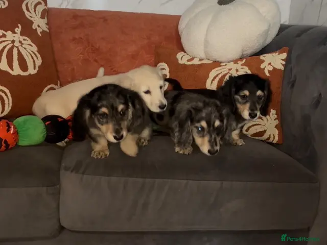 Miniature Dachshund dogs for sale: Long haired miniature dachshund puppies - Advert 16