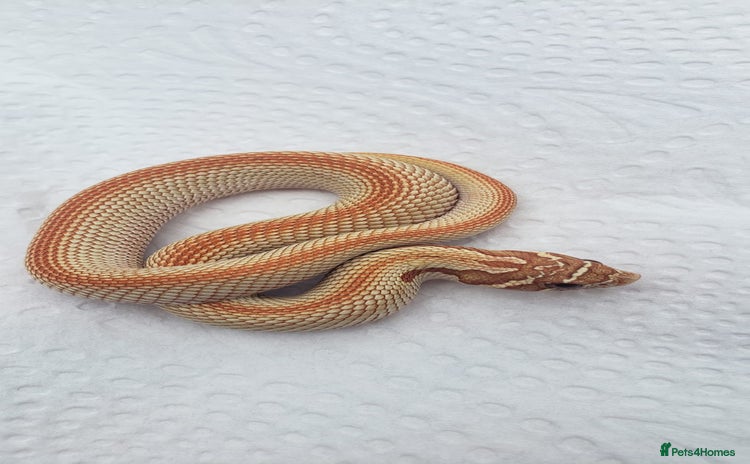 Snake reptiles - Advert 5