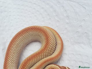 Snake reptiles for sale: 2025 Western Hognose babies - Advert 2