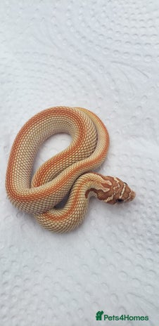 Snake reptiles - Advert 5