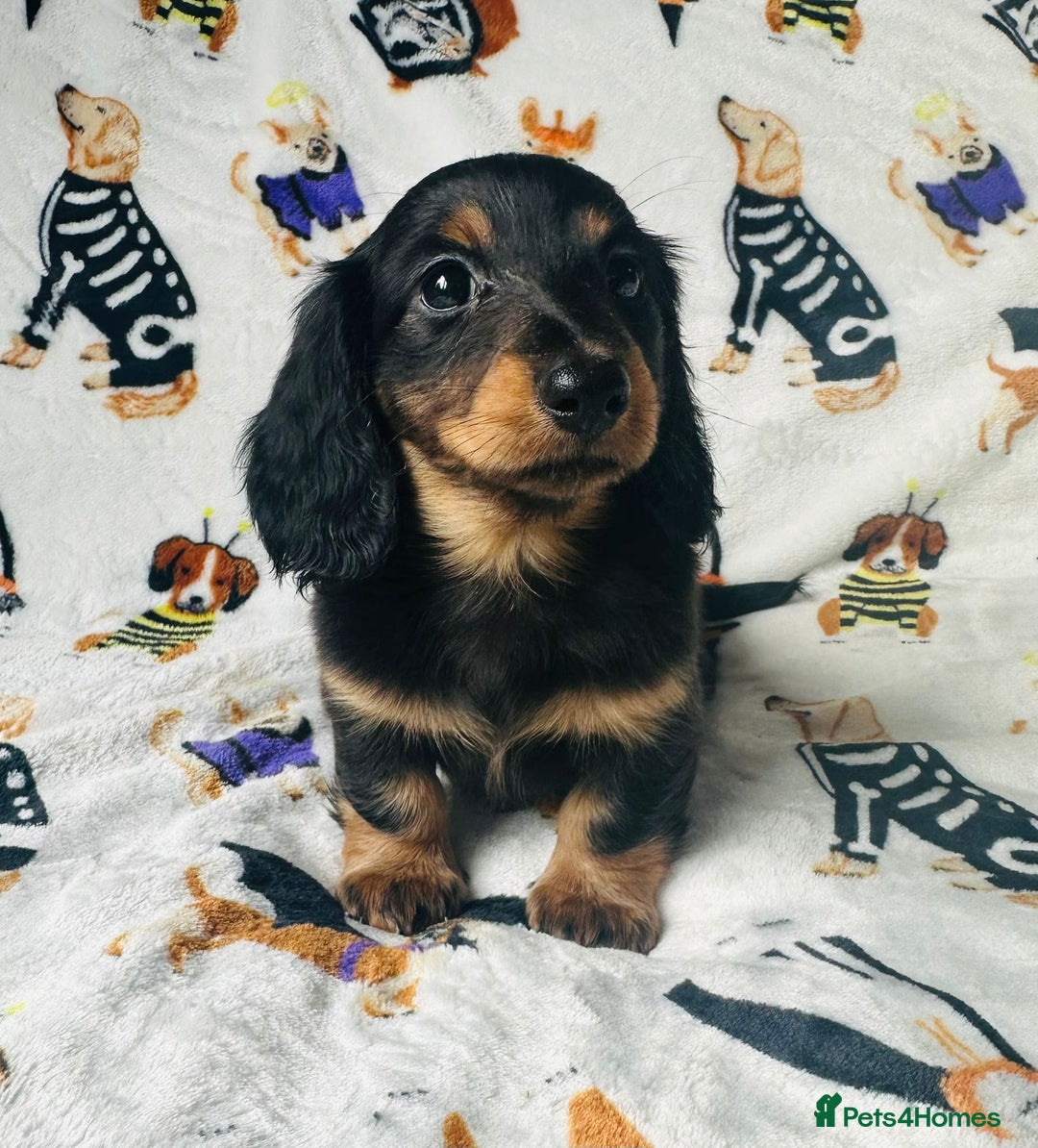Miniature Dachshund dogs for sale: Ready NOW Stunning KC long haired mini dachshund  - Advert 15