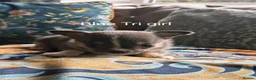 Chihuahua dogs for sale: ONLY 2 STUNNING KC REG PUPPIES LEFT AVAILABLE!! - Advert 23