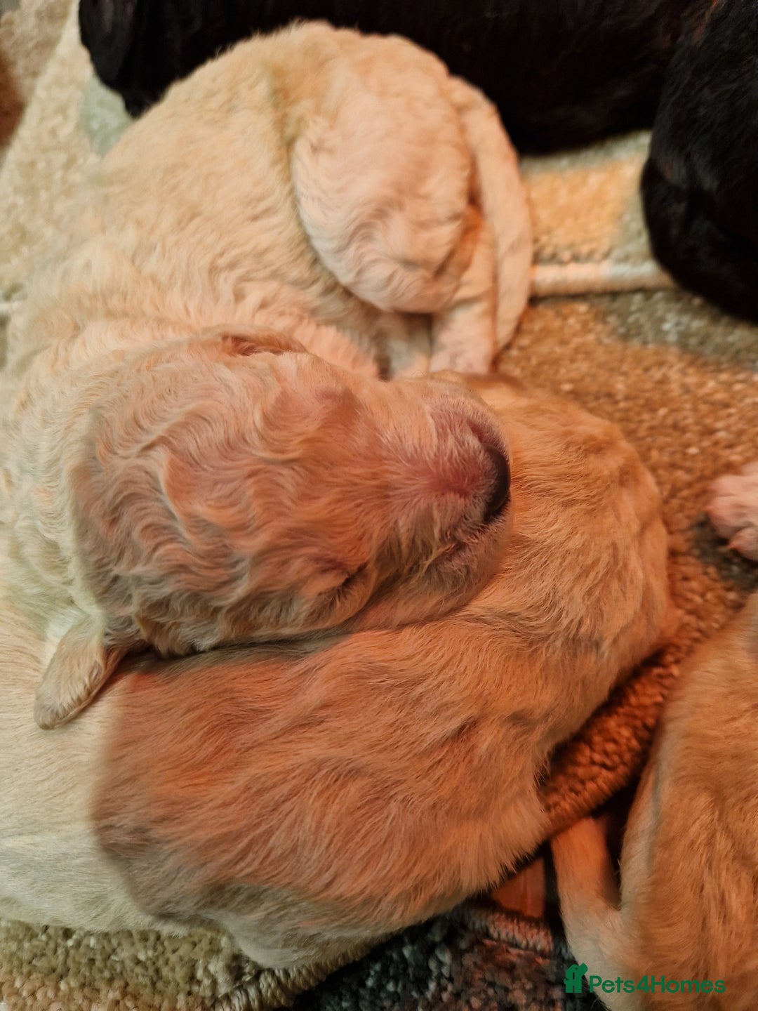 Goldendoodle dogs for sale: Quality goldendoodle puppies  - Image 6