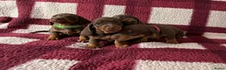 Miniature Dachshund dogs for sale: Miniature dachshund puppies in Perth - Advert 2