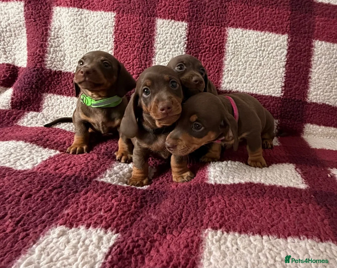 Miniature Dachshund dogs for sale: Miniature dachshund puppies in Perth - Advert 2