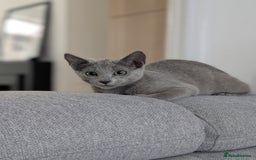 Russian Blue cats for sale: Last Russian Blue girl - Image 11