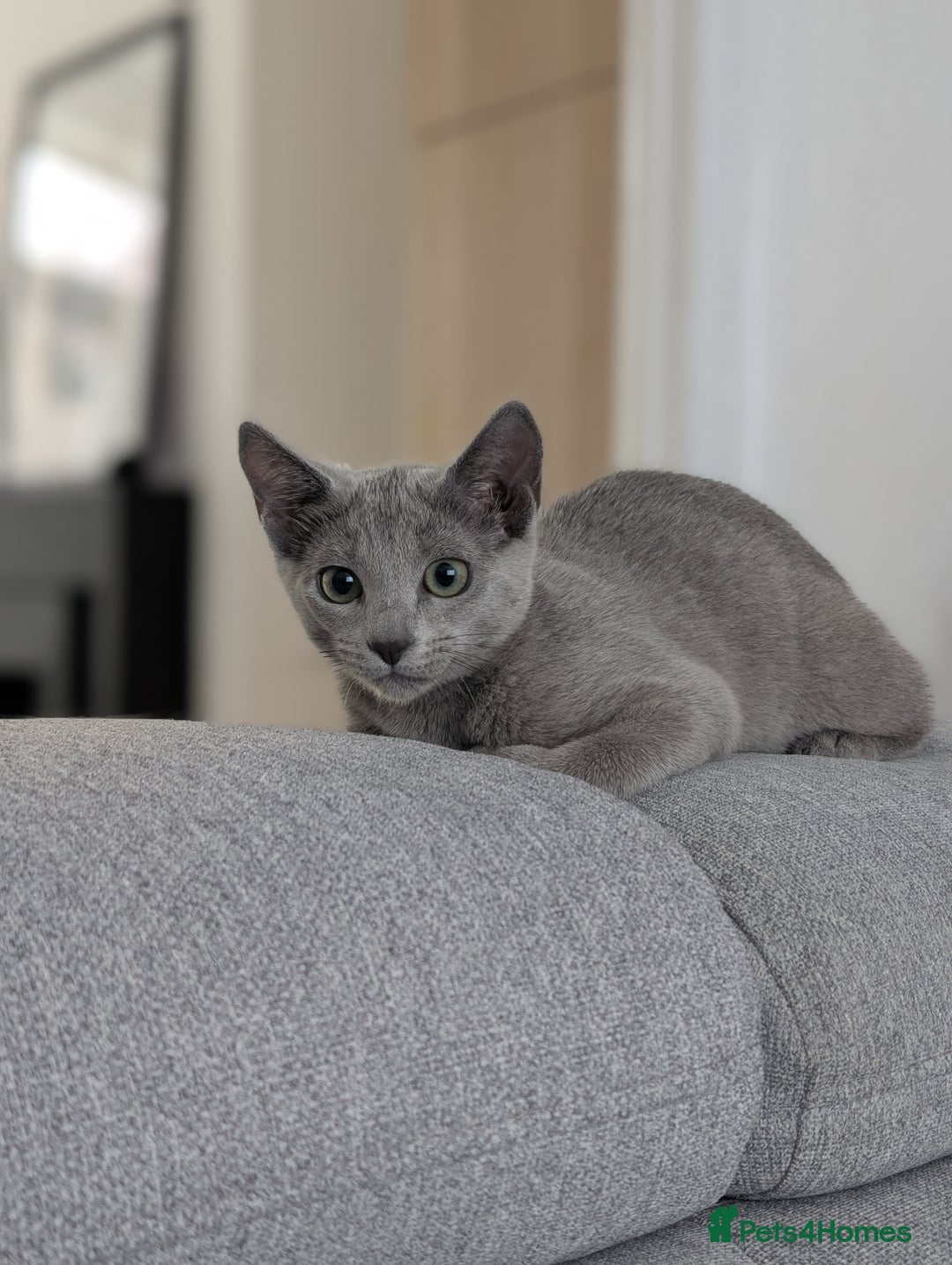 Russian Blue cats for sale: Last Russian Blue girl - Image 11