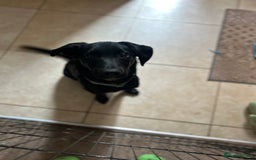 Borador dogs for sale: Beautiful Labrador/collie pup - Image 1