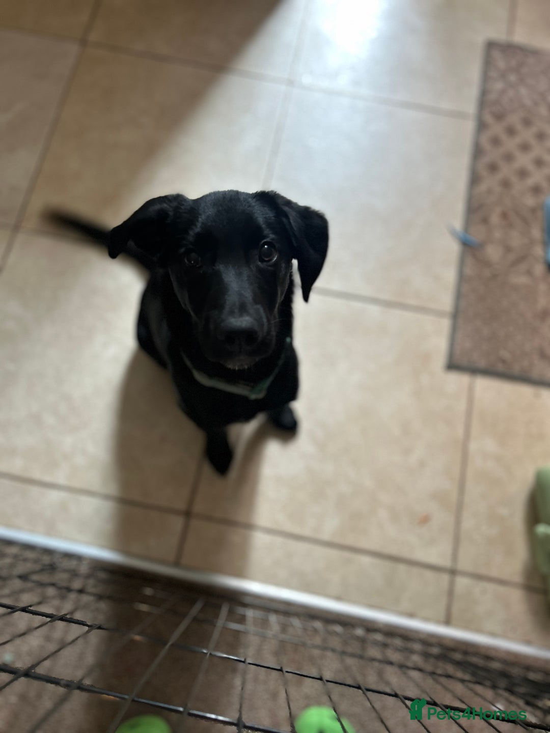 Borador dogs for sale: Beautiful Labrador/collie pup - Image 1