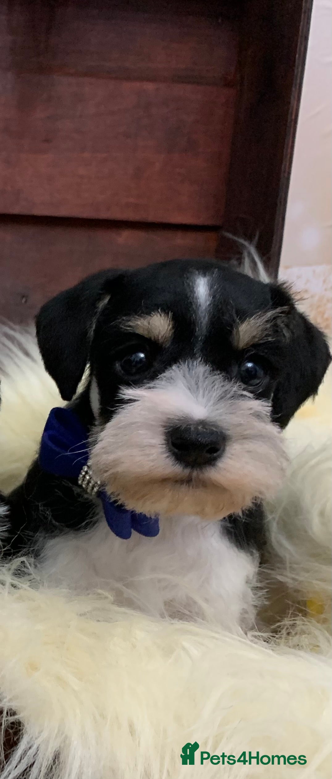 Miniature Schnauzer dogs 5* LICENSED. KC MINI ( TOY) SCHNAUZER LITTER - Advert 9