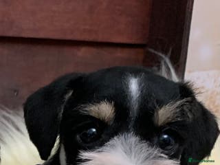 Miniature Schnauzer dogs 5* LICENSED. KC MINI ( TOY) SCHNAUZER LITTER - Advert 9