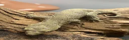 Gecko reptiles for sale: CB26 Pine Island Leachianus gecko babies - Advert 6