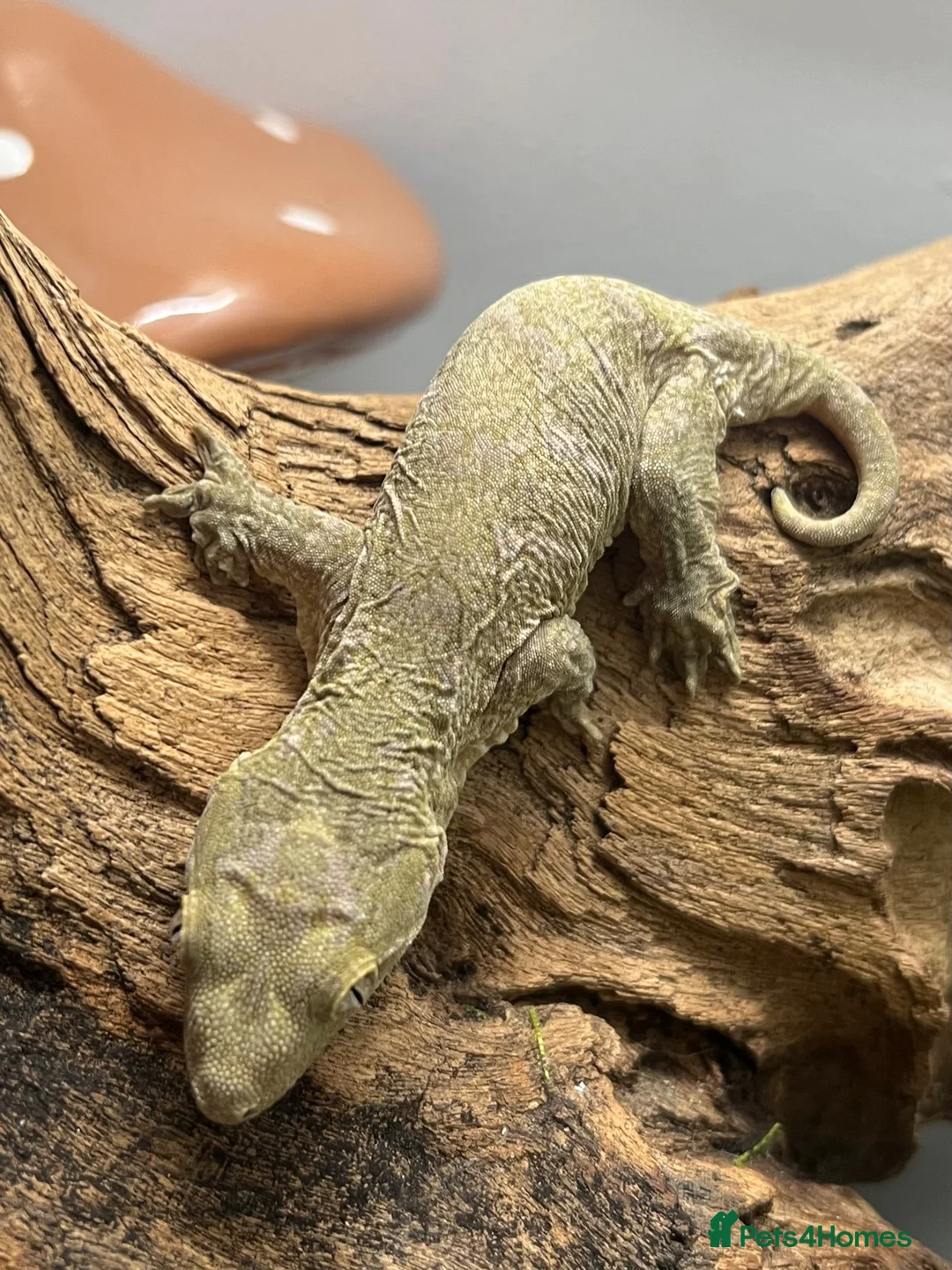 Gecko reptiles for sale: CB26 Pine Island Leachianus gecko babies - Advert 6