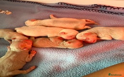 Pug dogs for sale: 10 beautiful pink pugs looking for there new home  - Image 9