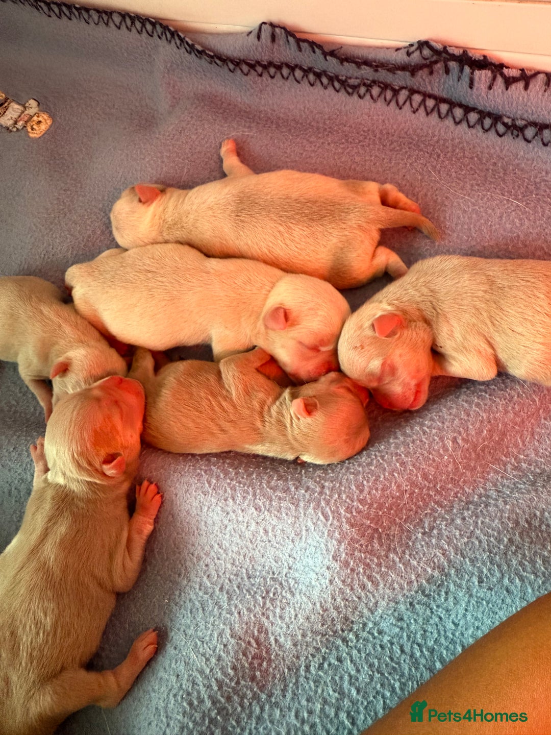 Pug dogs for sale: 10 beautiful pink pugs looking for there new home  - Image 9