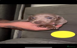 Miniature Dachshund dogs for sale: 5 Isabella & tan miniature dachshunds 🏡 - Advert 9