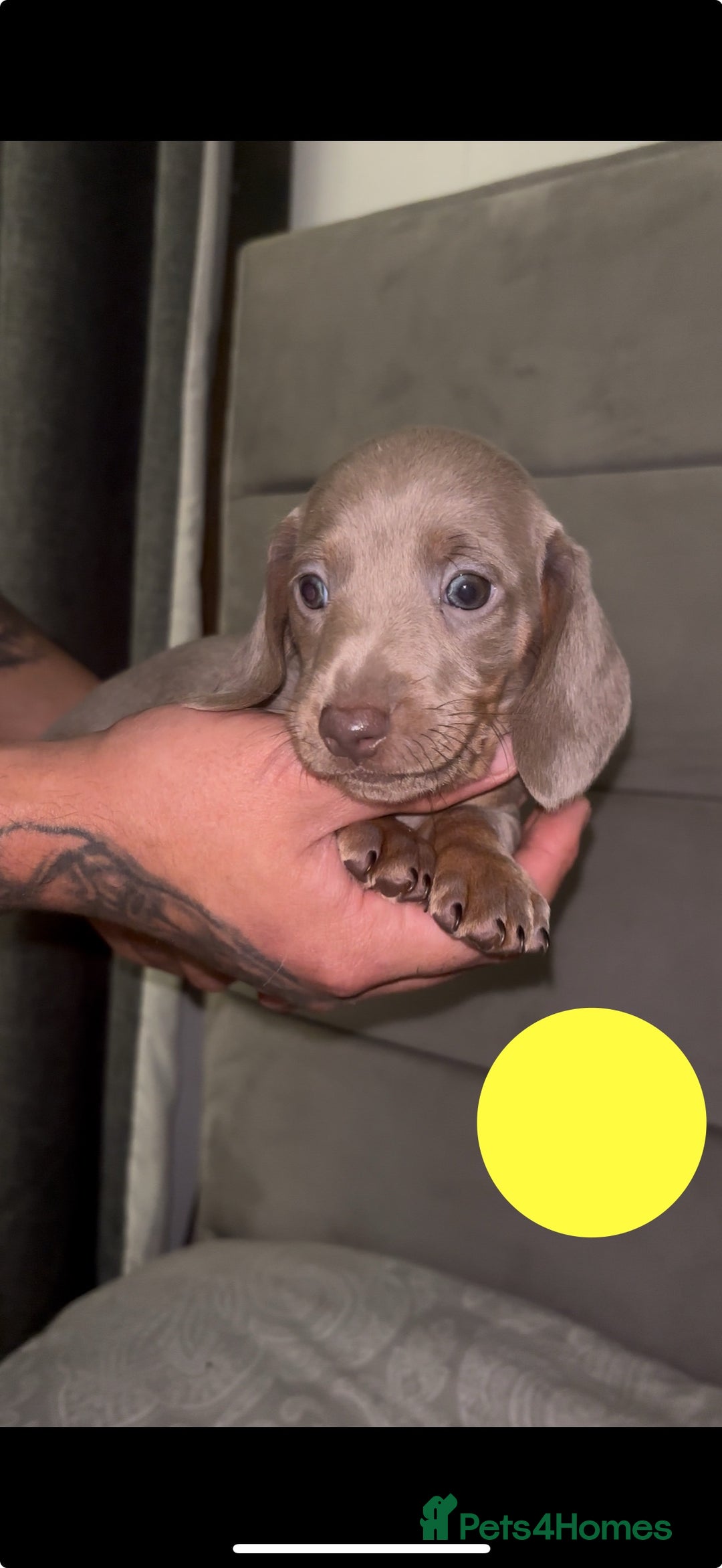 Miniature Dachshund dogs for sale: 5 Isabella & tan miniature dachshunds 🏡 - Advert 9