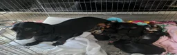Dachshund dogs for sale: 6 Beautiful Dachshunds pups - Advert 2