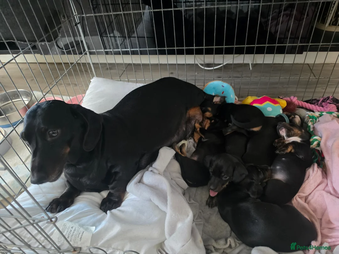 Dachshund dogs for sale: 6 Beautiful Dachshunds pups - Advert 2