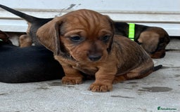 Dachshund dogs for sale: Wire Haired Teckels - Image 17