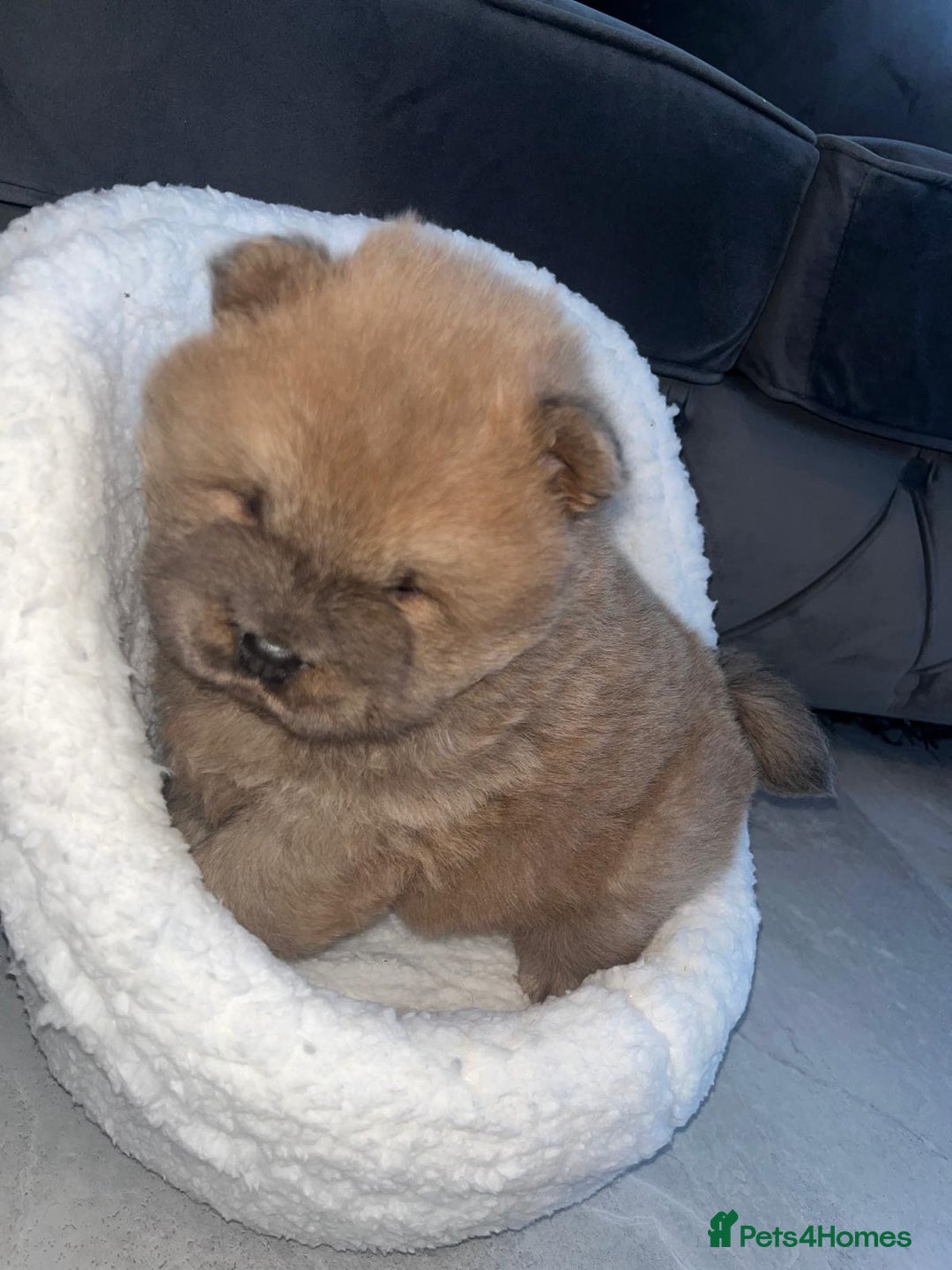 Chow Chow dogs for sale: CHOW CHOW PUPPYS  - Advert 8